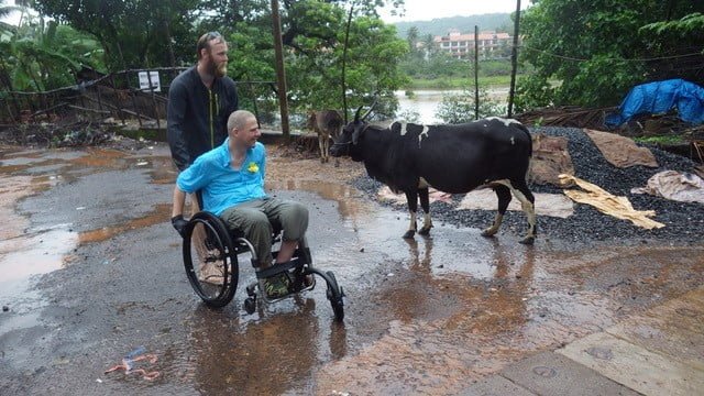 Dave and his PA encounter a cow while in Goa