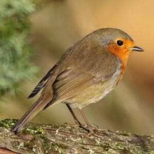 Winter Robin by Frank Gardner Christmas cards