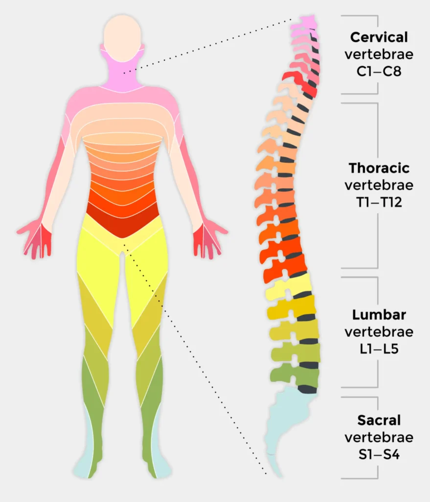Spinal Cord Diagram showing all levels of injury