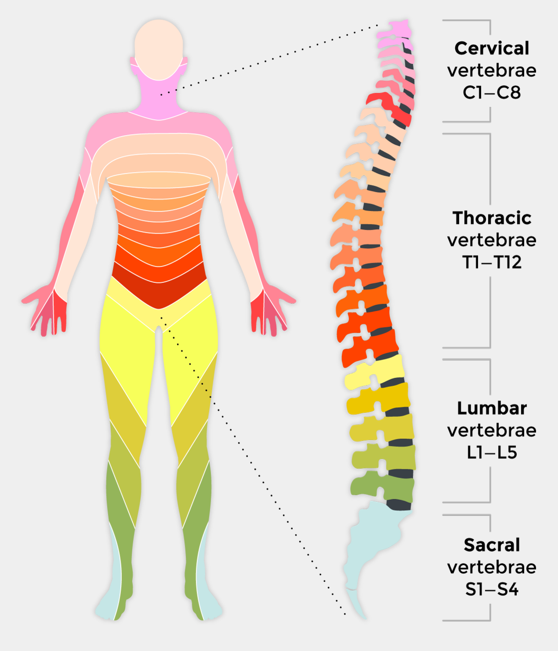 Spinal Cord Injury Chart